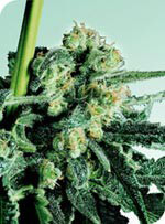 Sensi Skunk Regular Cannabis Seeds