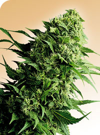Shiva Shanti Regular Cannabis Seeds