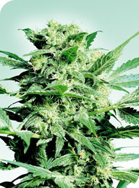 Shiva Skunk Regular Cannabis Seeds