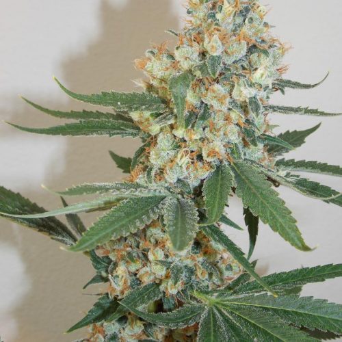 Silver Mountain Regular Cannabis Seeds