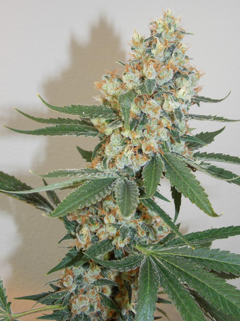 Silver Mountain Regular Cannabis Seeds