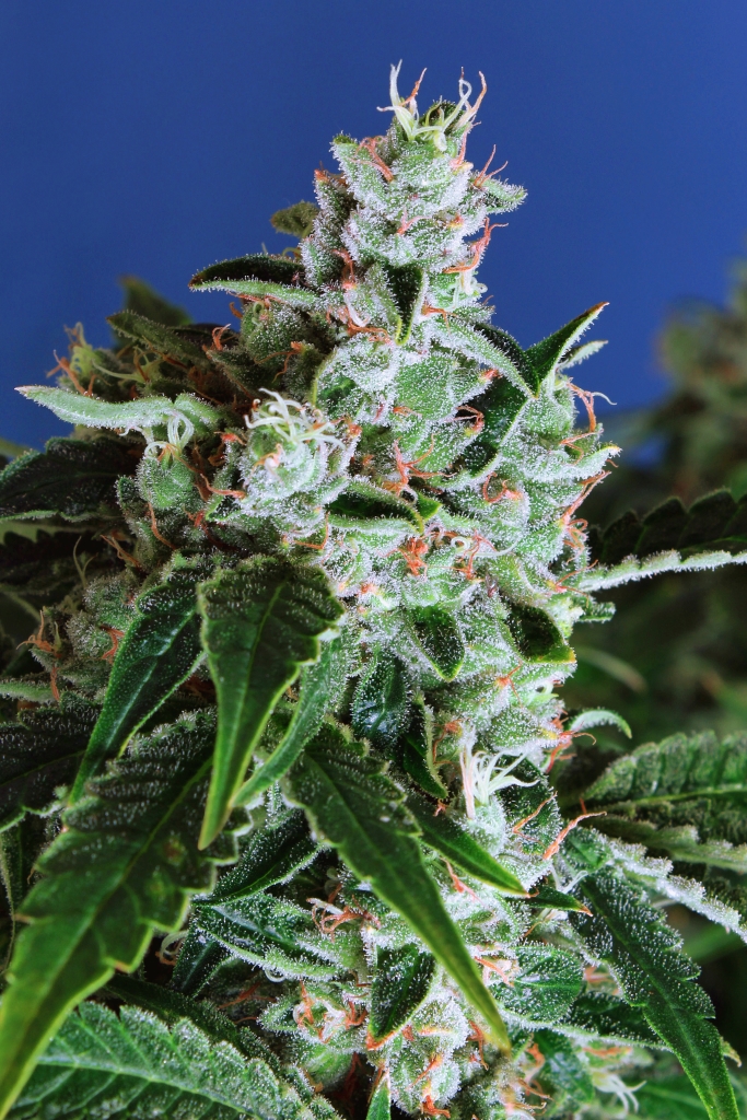 Auto Sir Jack Feminized Marijuana Seeds