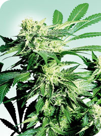 Skunk Kush Regular Cannabis Seeds