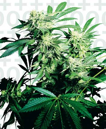 Skunk Kush Feminized Marijuana Seeds