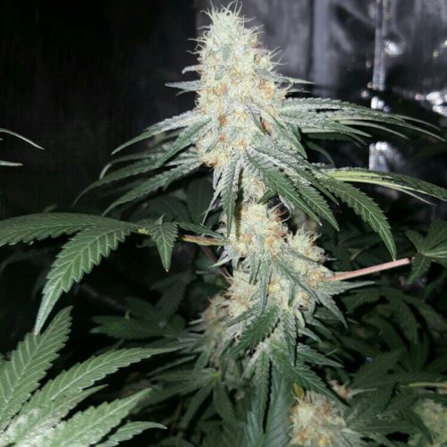 Auto Skywalker Feminized Marijuana Seeds