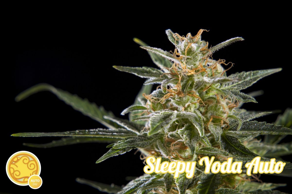 Sleepy Yoda Auto Feminized Marijuana Seeds