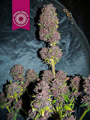 Smooth Smoke Feminized Marijuana Seeds