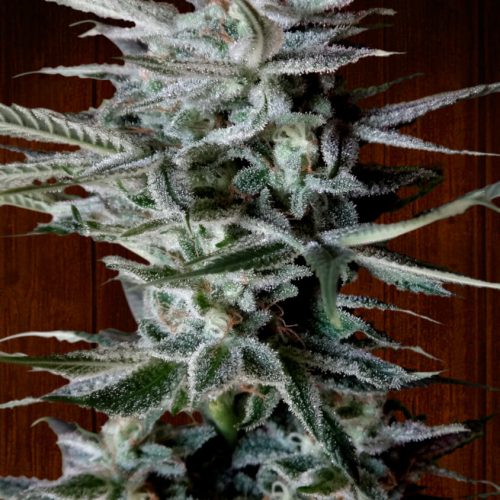 Snow Moon Regular Cannabis Seeds