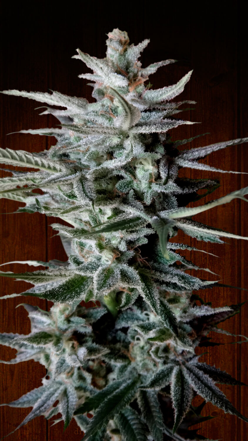 Snow Moon Regular Cannabis Seeds