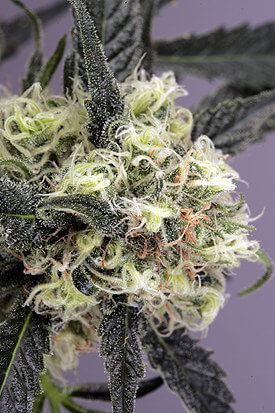 Snow Bud Feminized Marijuana Seeds