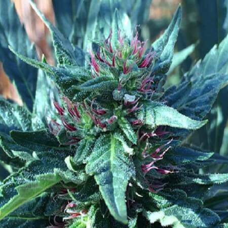 Snowcap Regular Cannabis Seeds