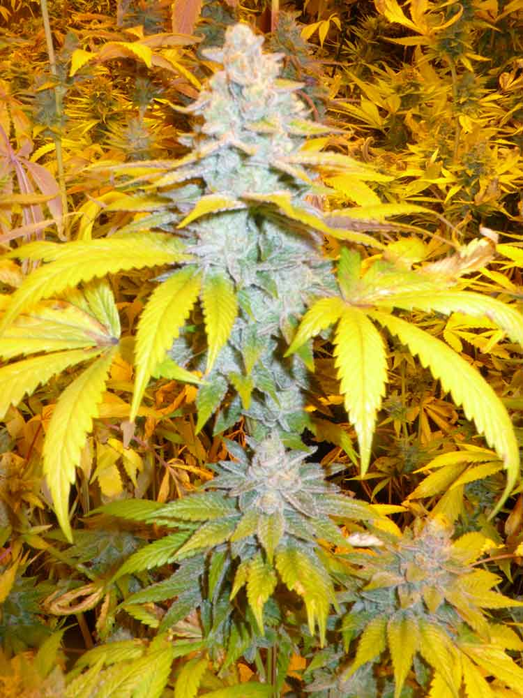 Solo's Stash Regular Cannabis Seeds