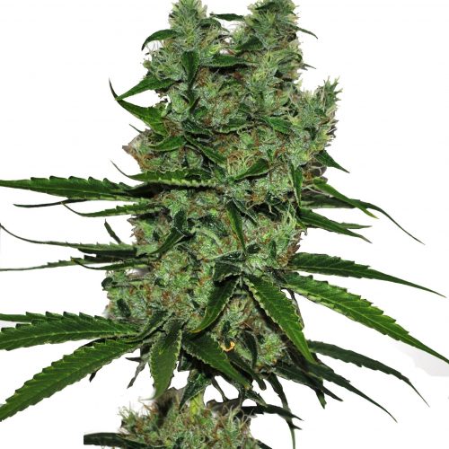 CBD Somango Feminized Marijuana Seeds