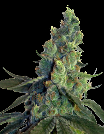 Sour Chelumbian Regular Cannabis Seeds