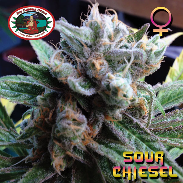Sour Chiesel Feminized Marijuana Seeds