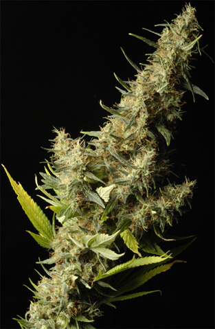 Southern Lights Regular Cannabis Seeds