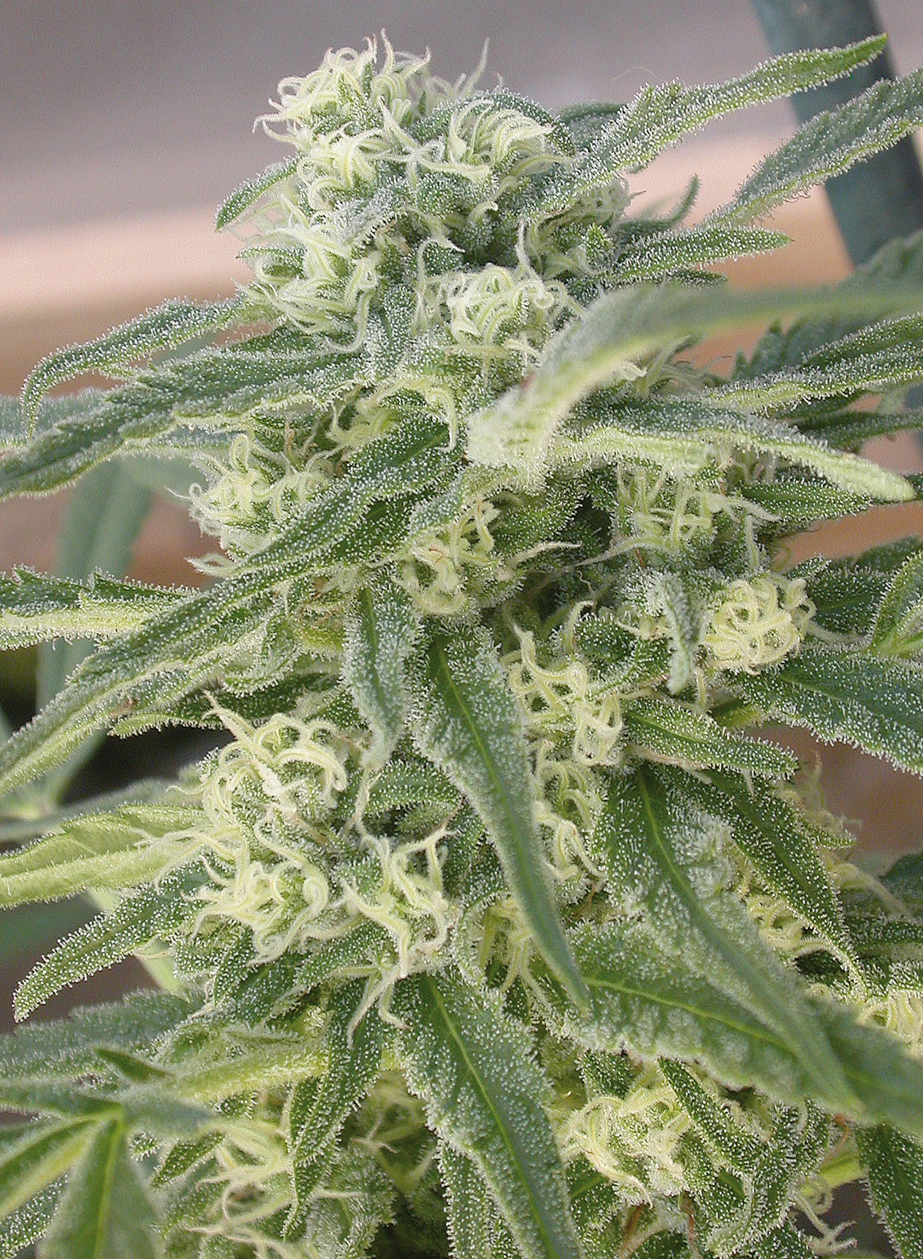 Special Queen #1 Feminized Marijuana Seeds