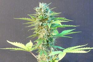 Speedy Boom (Speedy G) Automatic Feminized Marijuana Seeds