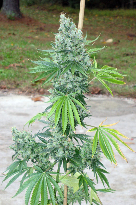 SSSDH X Jack Regular Cannabis Seeds