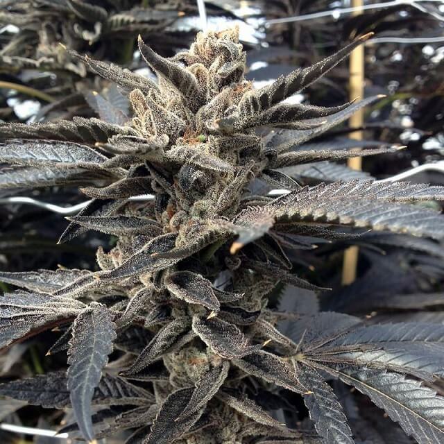 Star Killer Regular Cannabis Seeds