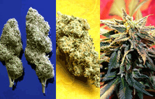Star Gazer Regular Cannabis Seeds