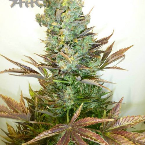 Stitch's Love Potion Autoflowering Regular Cannabis Seeds