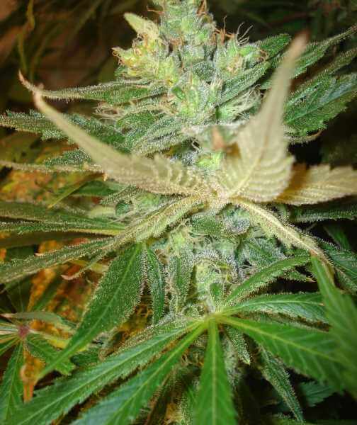 Strawberry Cough Feminized Marijuana Seeds
