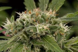 Strawberry Amnesia Feminized Marijuana Seeds