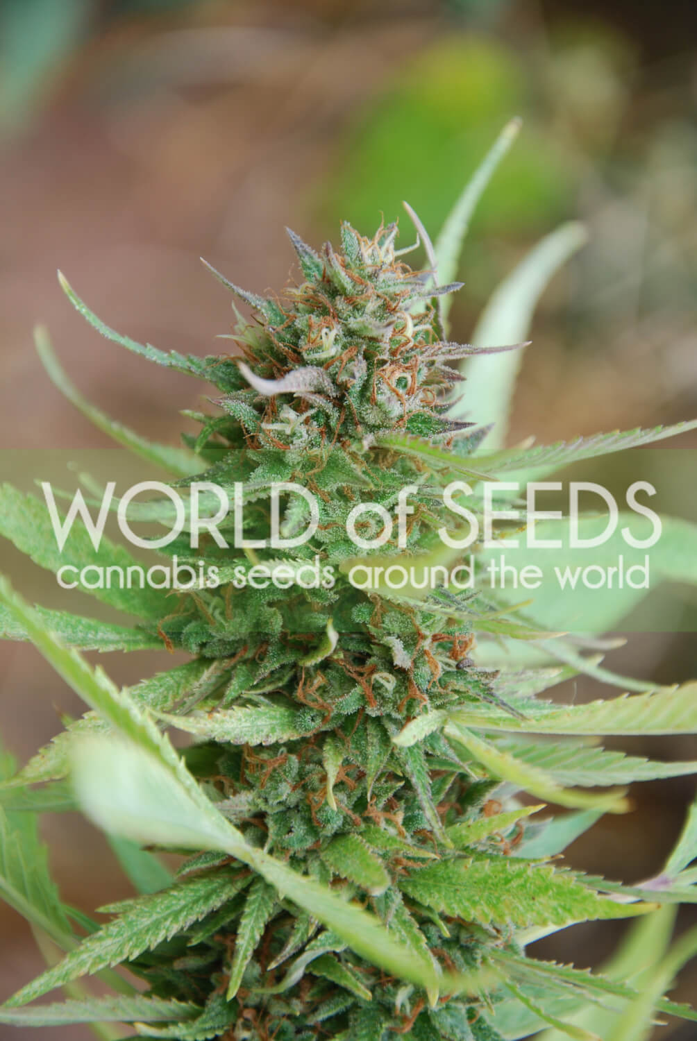 Strawberry Blue Feminized Marijuana Seeds