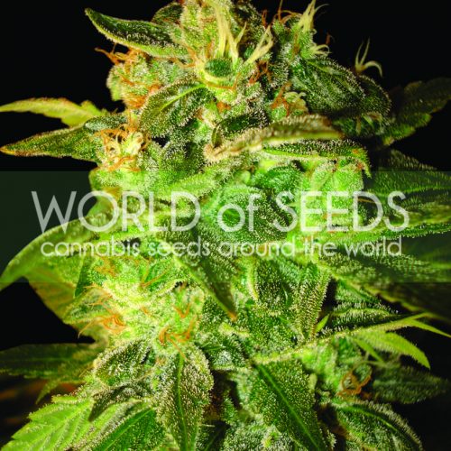 Sugar Mango Ryder Auto Feminized Marijuana Seeds