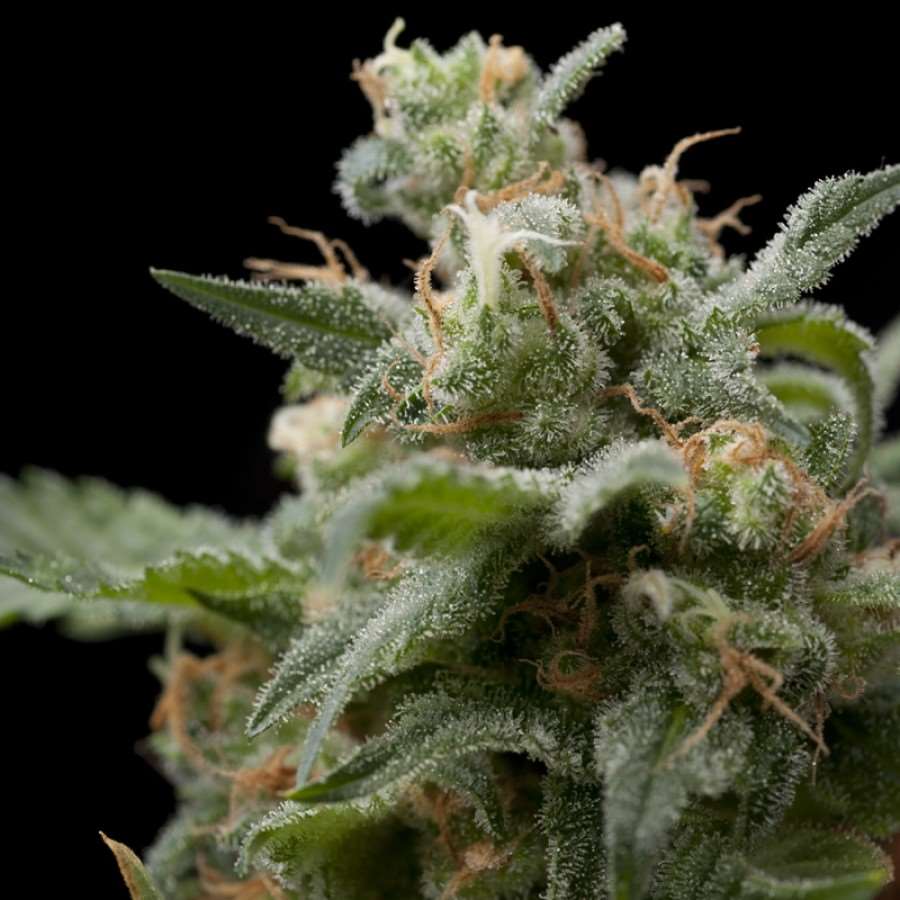 Super Hash Feminized Marijuana Seeds