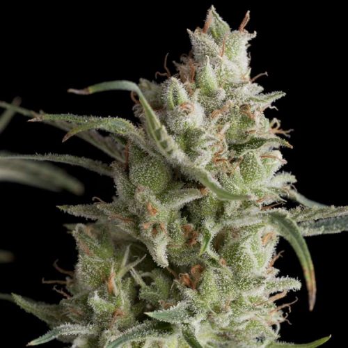 Super OG Kush Feminized Marijuana Seeds