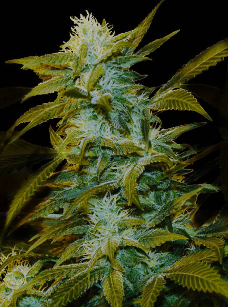 Super Silver Bilbo Feminized Marijuana Seeds
