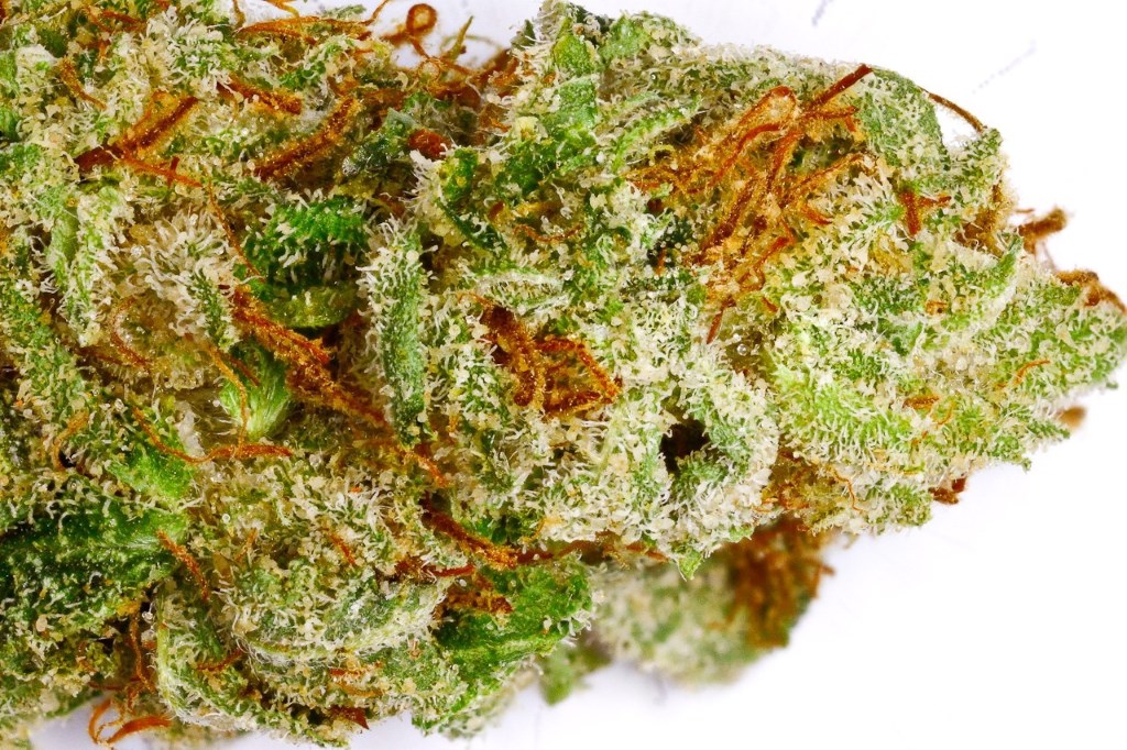 Super Sour OG Feminized Marijuana Seeds