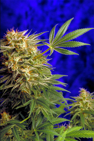 Super Star Regular Cannabis Seeds