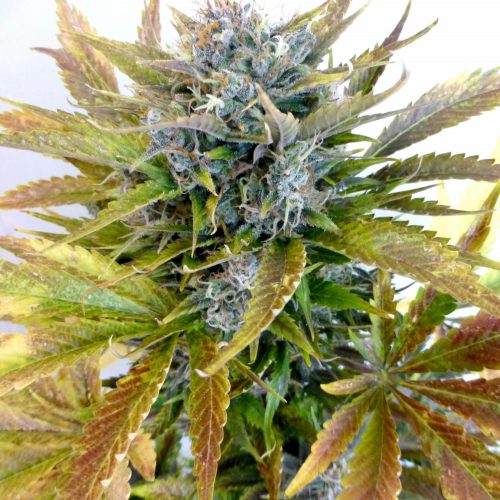 Super Blueberry Haze Autoflowering Regular Cannabis Seeds