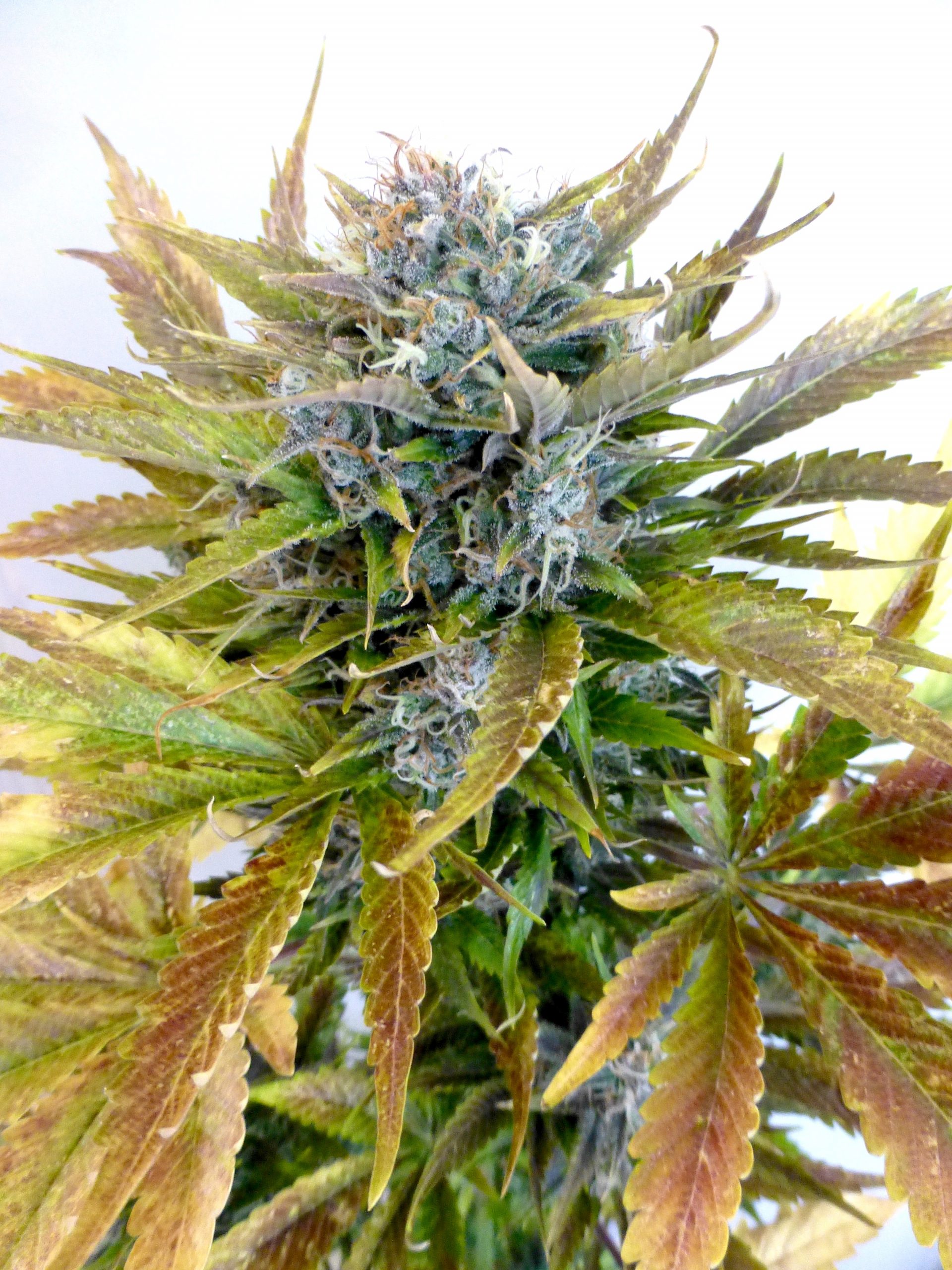 Super Blueberry Haze Autoflowering Regular Cannabis Seeds
