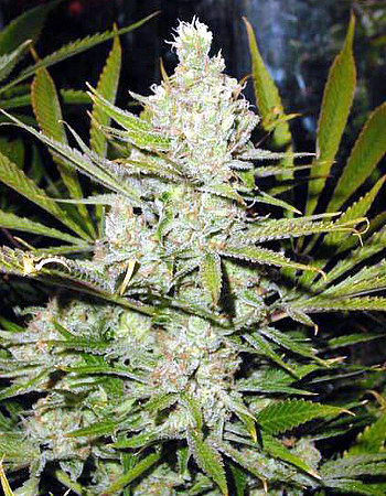 Super Silver Haze Regular Cannabis Seeds