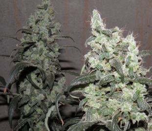 Super Snow Lotus Regular Cannabis Seeds