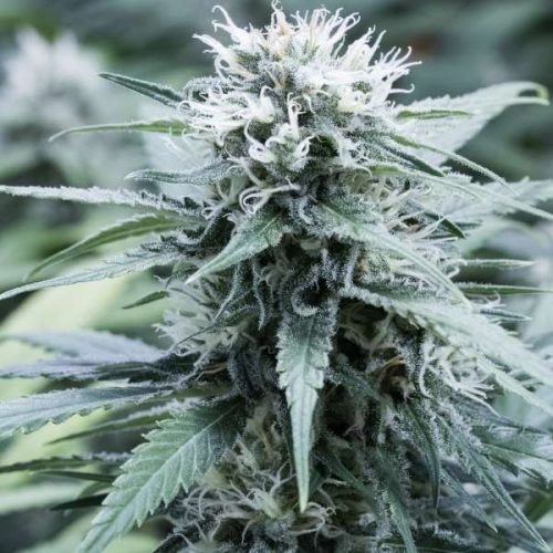 Sweet Amnesia Feminized Marijuana Seeds