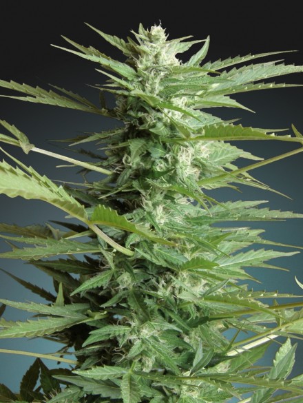 Auto Sweet Dwarf Feminized Marijuana Seeds