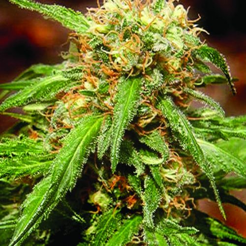 Sweet Tai Feminized Marijuana Seeds