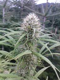 T.N.R Feminized Marijuana Seeds