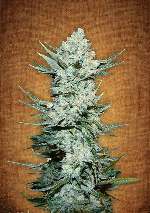 Tangie Matic Autoflowering Feminized Marijuana Seeds