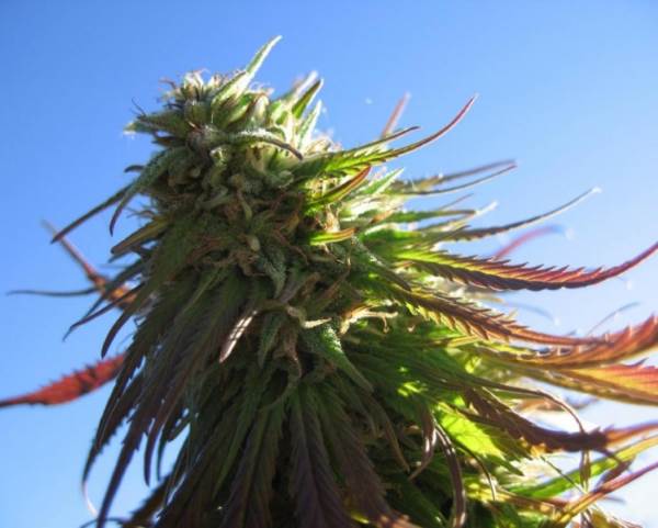 Texada Timewarp  Regular Cannabis Seeds