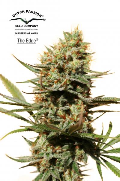 The Edge Feminized Marijuana Seeds