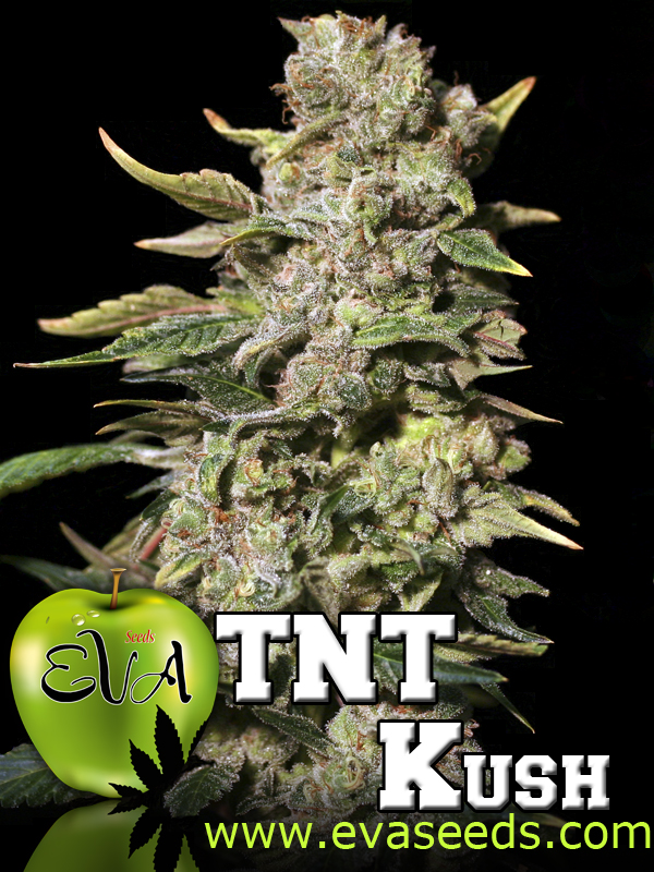 TNT Kush Feminized Marijuana Seeds