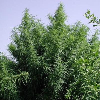 Tropical Mix Regular Cannabis Seeds