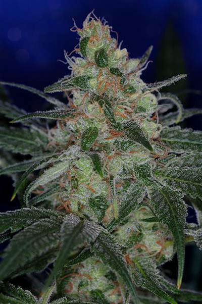The Void (AKA Purple Apollo) Regular Cannabis Seeds