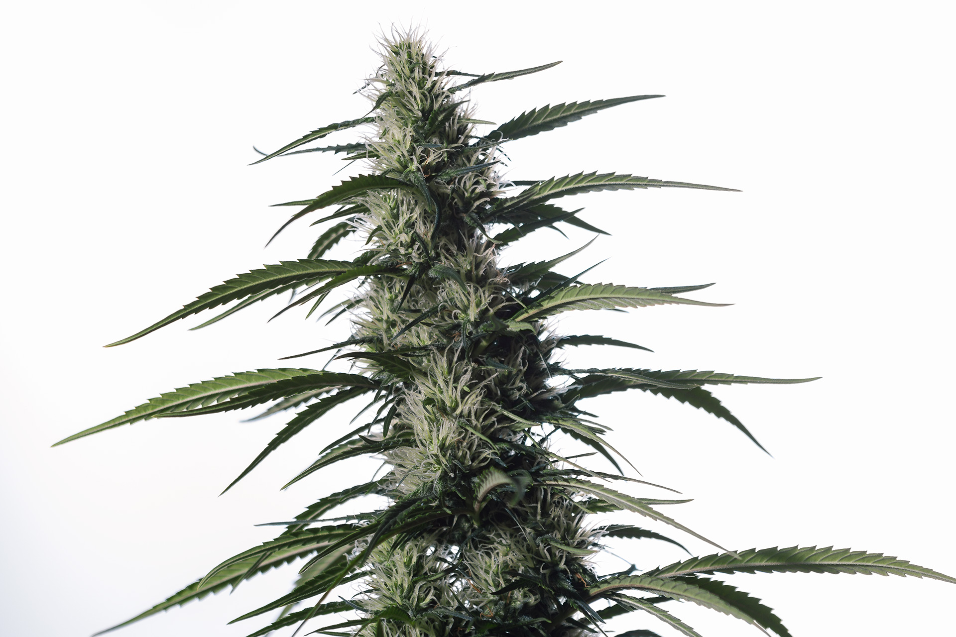 Txaki (TX-1) Feminized Marijuana Seeds